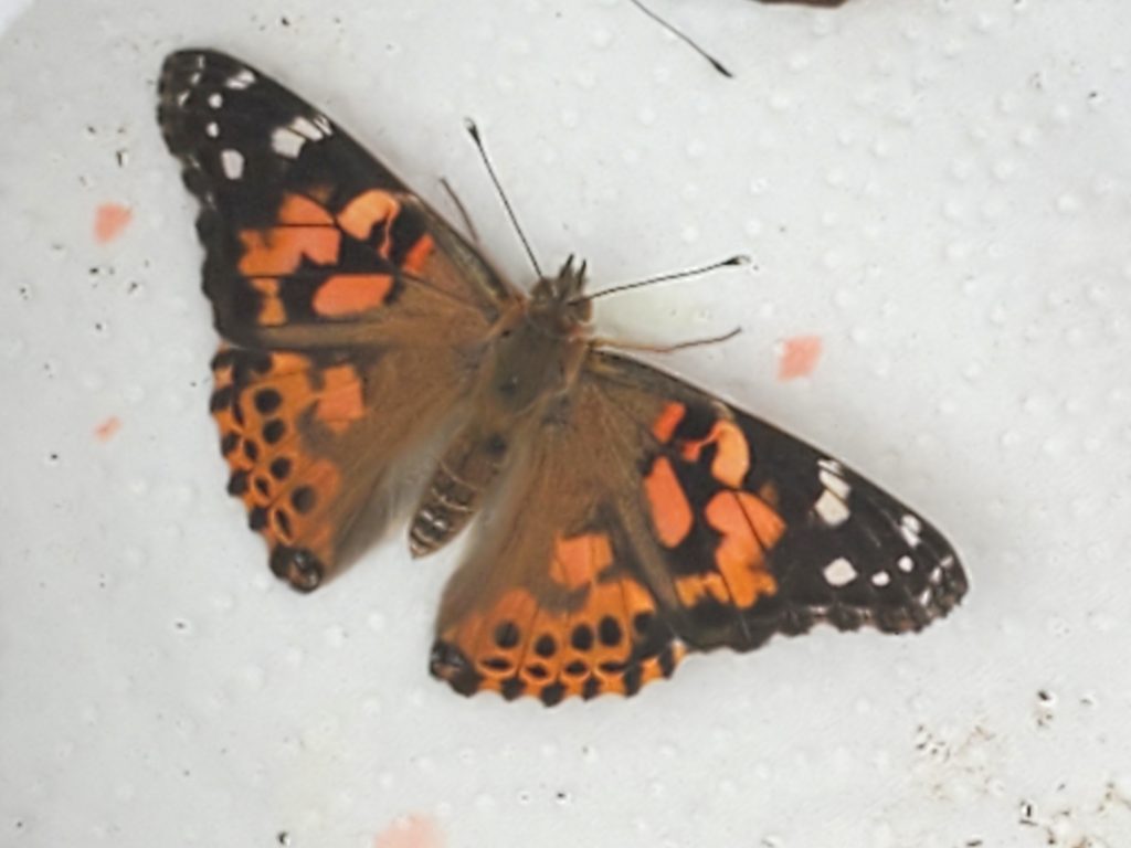 Our painted lady butterflies were a beautiful part of our easy butterfly unit study